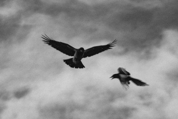 Audioresumen. Palomas y halcones