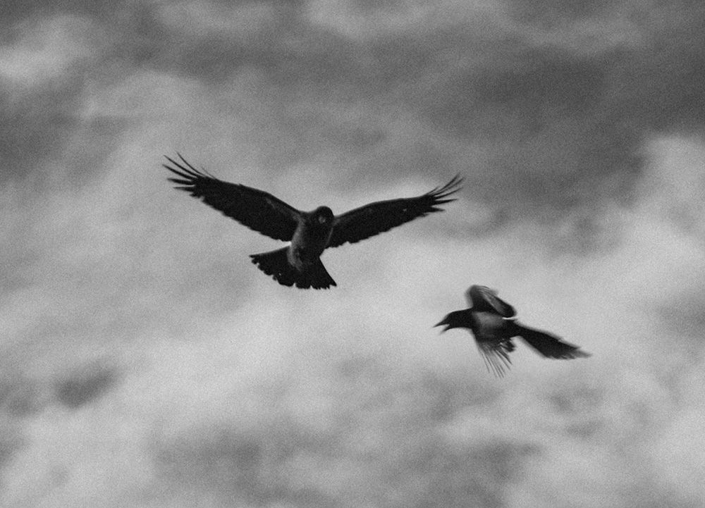 Audioresumen. Palomas y halcones
