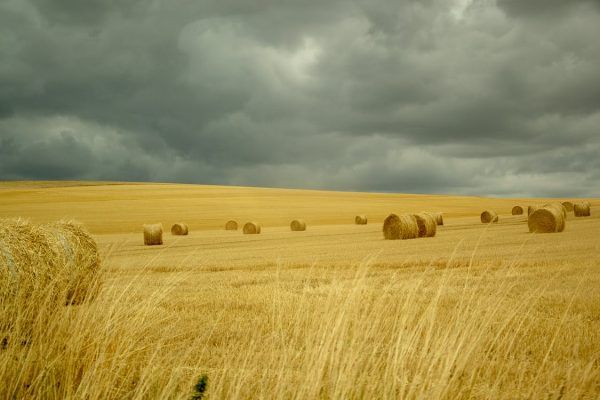 CRISIS ALIMENTARIA Y PERSPECTIVAS