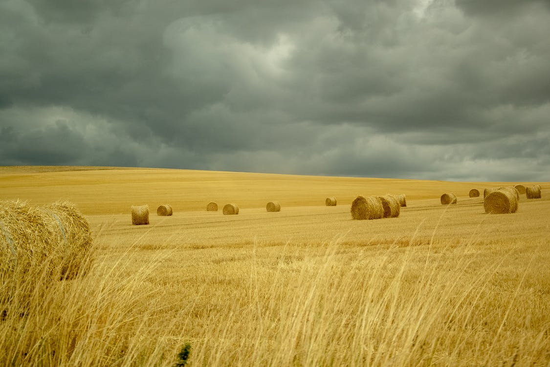 CRISIS ALIMENTARIA Y PERSPECTIVAS