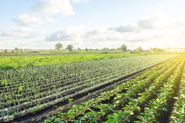 BUNGE  ENTRE LOS LIDERES EN AGROINDUSTRIA  – 9 JUNIO 2022