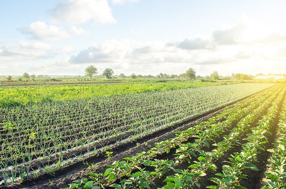 ¿Quién recibe más subsidios agrícolas de la Unión Europea?