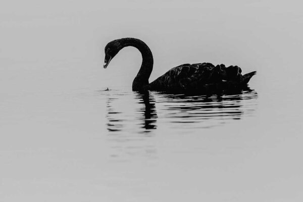 ¿Qué es un «cisne negro» en los mercados financieros?